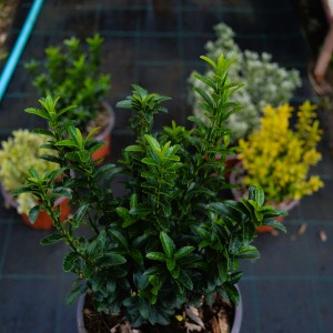 kecskerago-microphyllus-2025-sima-osszesahatterben