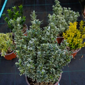 kecskerago-microphyllus-2025-variegatus-osszesahatterben