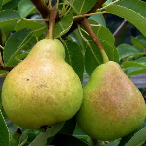 Körte