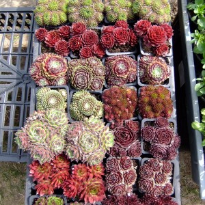Kövirozsalada_2s