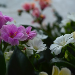 Lewisia_2025_2szin