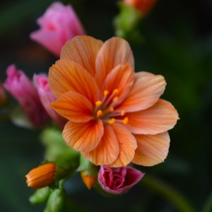 Lewisia_2025_narancs_kozeli_ne