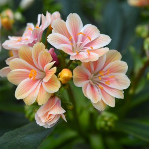Lewisia_2025_narnacs_kozeli