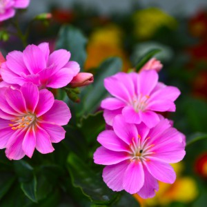 Lewisia_2025_rozsaszin_kozeli