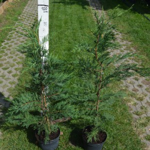 Leylandii_3,5L_2021_2db