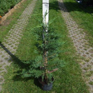 Leylandii_3,5L_2021osz