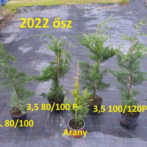Leylandii-cserepesek_2022ősz