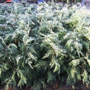 Leylandii_deres_sok
