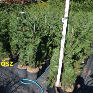 Leylandii_fldnagyok_2022ősz_1