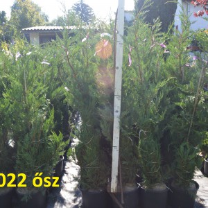 Leylandii_fldnagyok_2022ősz_2