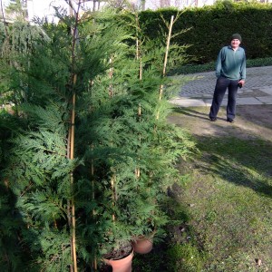 Leylandii_nagy_KK