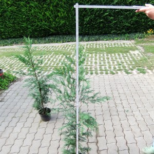 Leylandii130cm