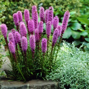 Liatris-spicata