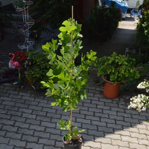 Liriodendron_I_2025osz_3