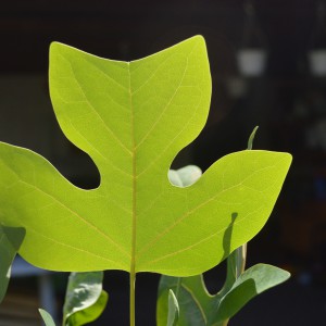 Liriodendron_I_2025osz_Level