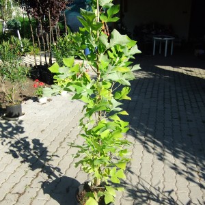 liriodendron