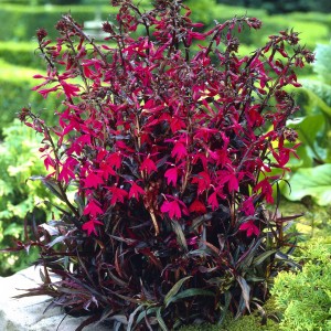 Lobelia_n_plpv
