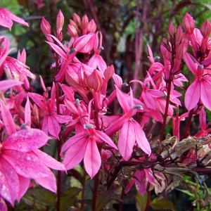 Lobelia_n_plrv_k