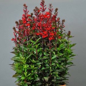Lobelia_n_zlpv