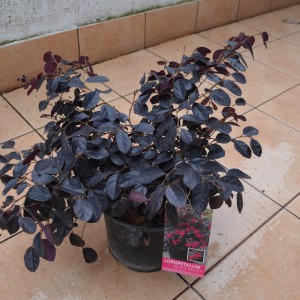 Loropetalum Black Pearl 1cs