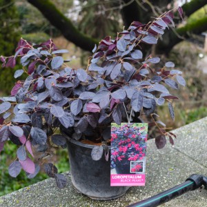 Loropetalum Black Pearl 1cs2