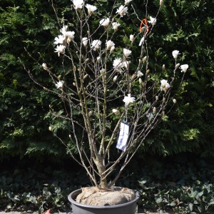 Magnolia_stellata_20200323_foldlabdas