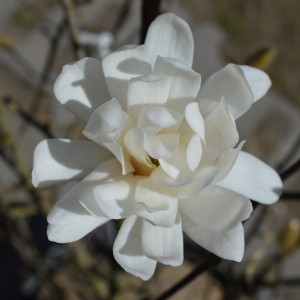 Magnolia_stellata_20200323_viragfelulrol