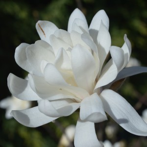 Magnolia_stellata_20200323_viragoldalrol