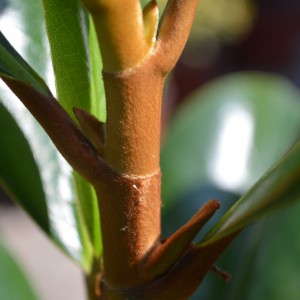 Magnolia_szár_csillószőrök