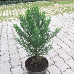 Mammutfenyő_kicsi