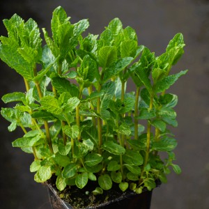 Menta_2025_1cs