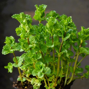 Menta_Crispa_2025_1cs