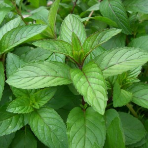 Menta_n1