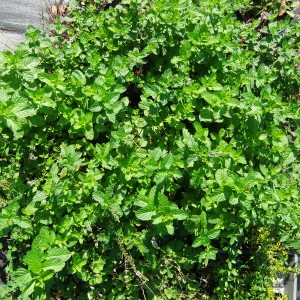 menta
