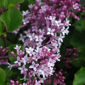 miniorgona_n2