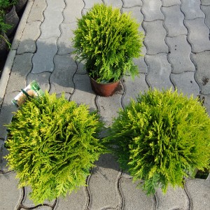 Mirjam_cs3