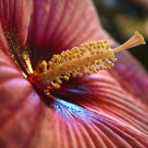 Mocsári_hibiscus_rozsaszin_virága_közeli