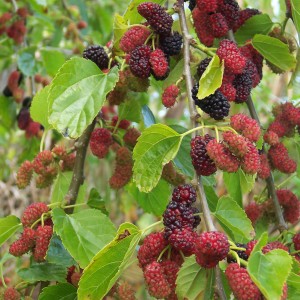 Morus_alba_fruits