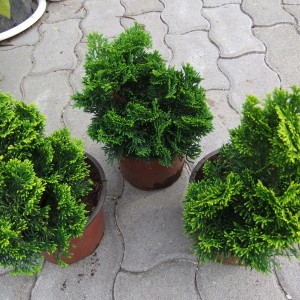 NanaGracilis_cs3