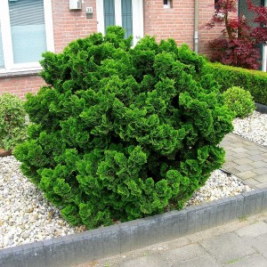 nanagracilis_n1