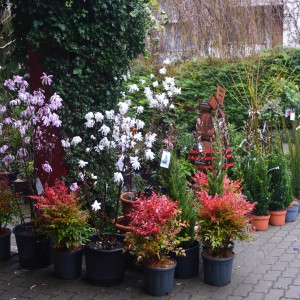 Nandina_esmegsokminden_x2