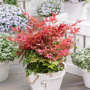 nandina_n2