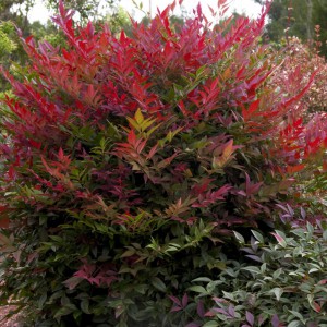 nandina_n3