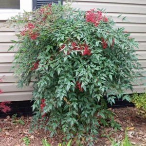 nandina_n4