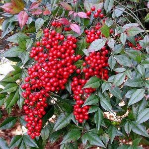 nandina_n5