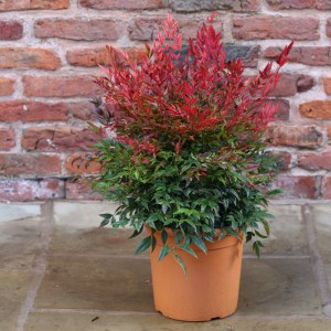 nandina_n7