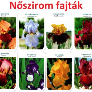 nőszirom_fajták_2022