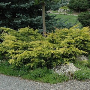 old-gold_n2