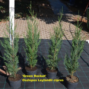 oszlopos_leylandii_4db