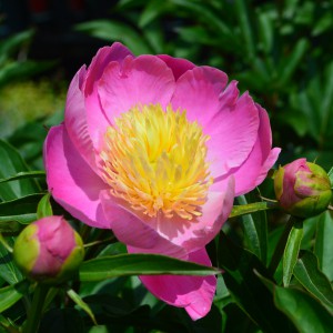Paeonia 2023 Bowl of love közeli